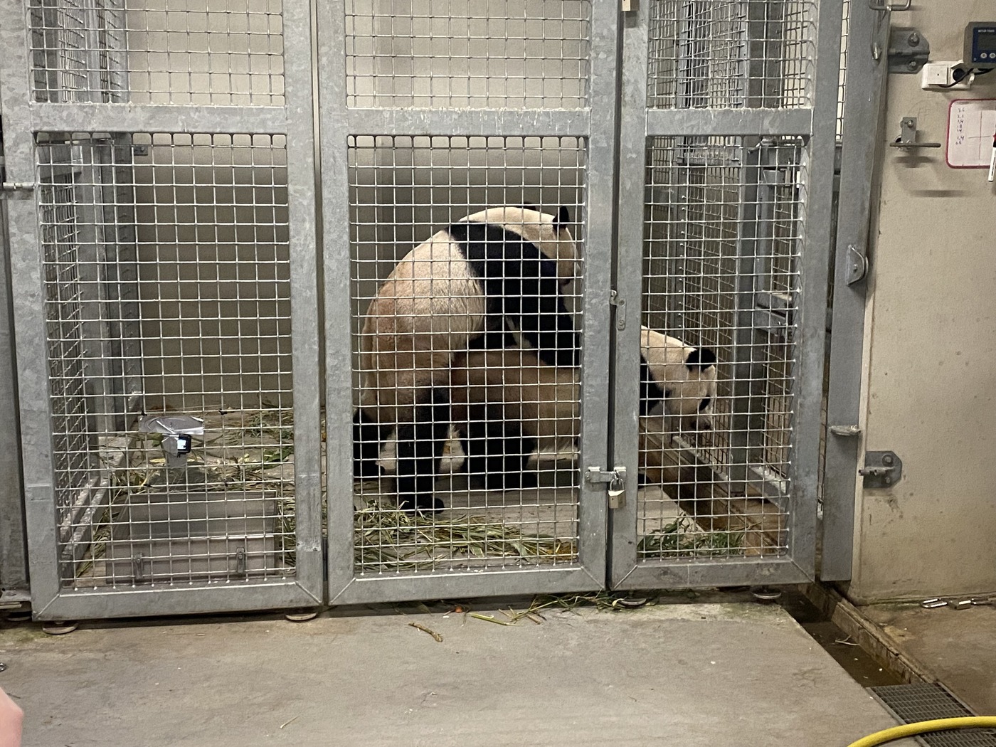 Panda's paren in Ouwehands Dierenpark
