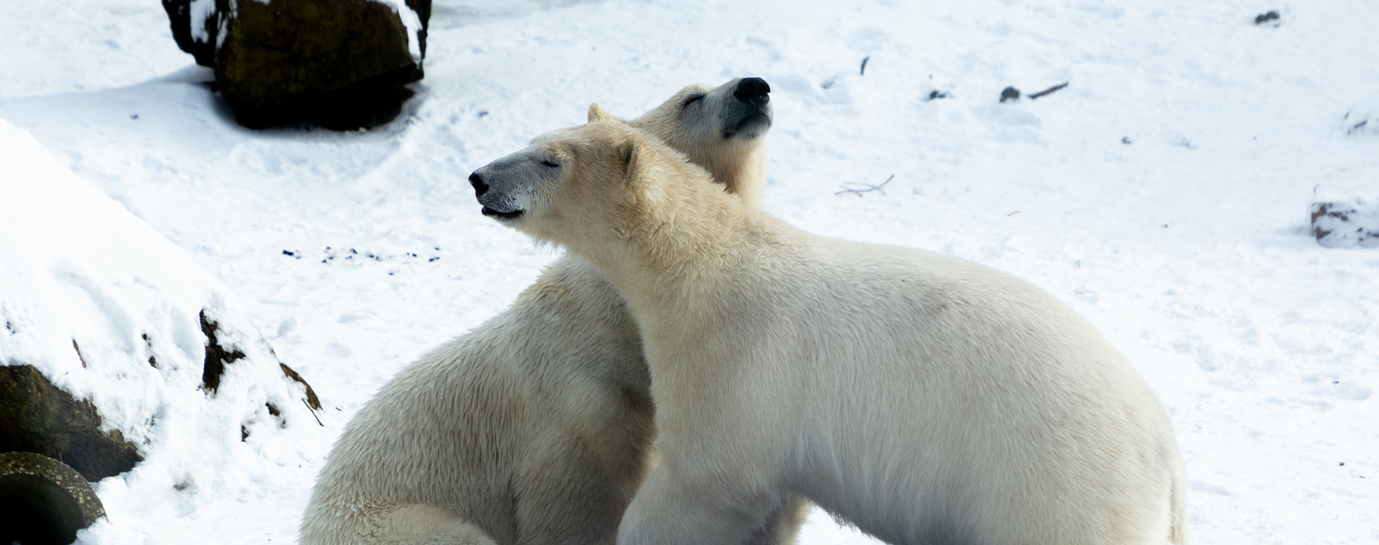 IJsbeer met jongen Ouwehands Dierenpark