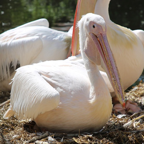Pelikanen broeden op eieren Ouwehand