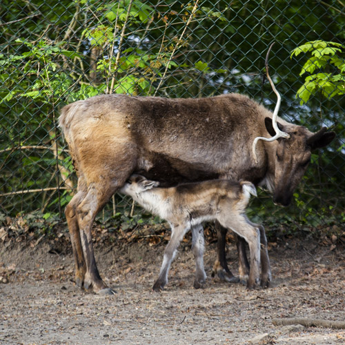 Rendier met jong Ouwehands Dierenpark