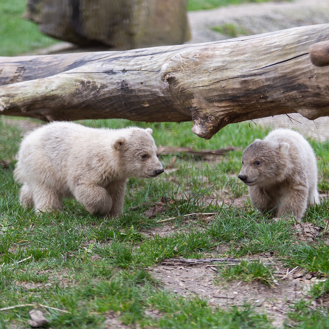 IJsbeertweeling in Ouwehands Dierenpark