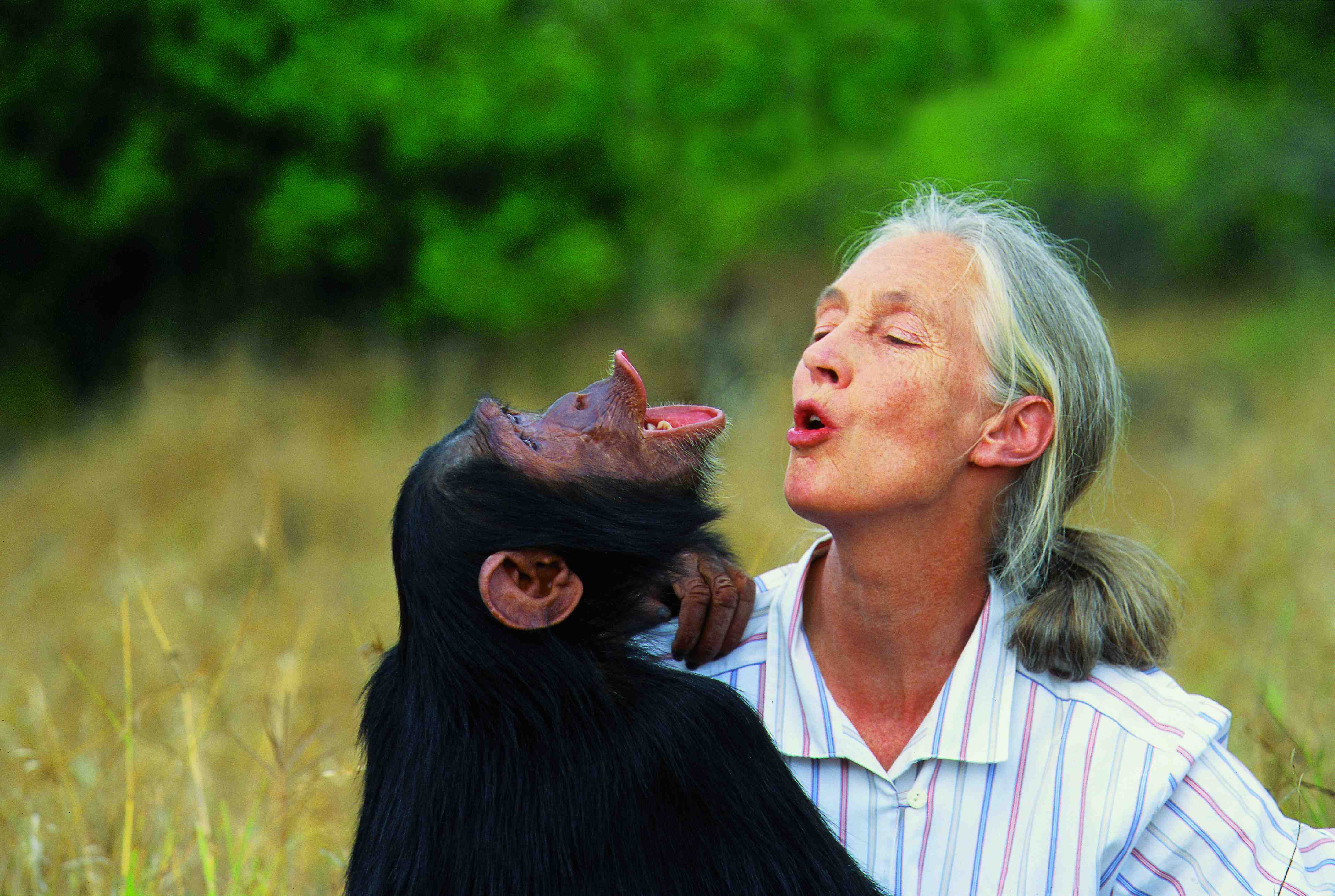 Покажи человека обезьяну. Джейн Гудолл. Приматолог Джейн Гудолл. Джейн Гудолл с обезьянами. Этолог Джейн Гудолл и шимпанзе.
