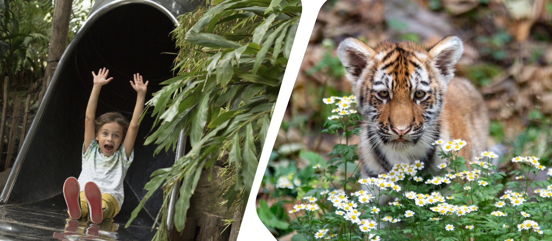 Spelen in Ouwehands Dierenpark