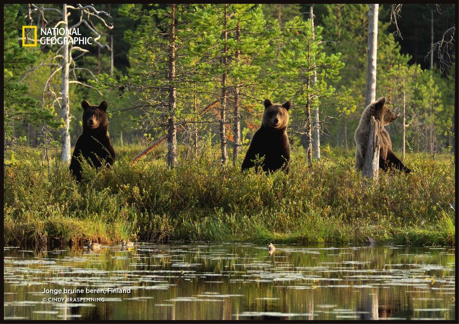 Bruine beren, Finland
