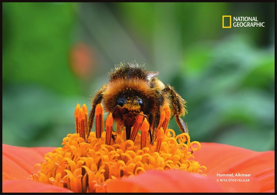 Hommel, Alkmaar