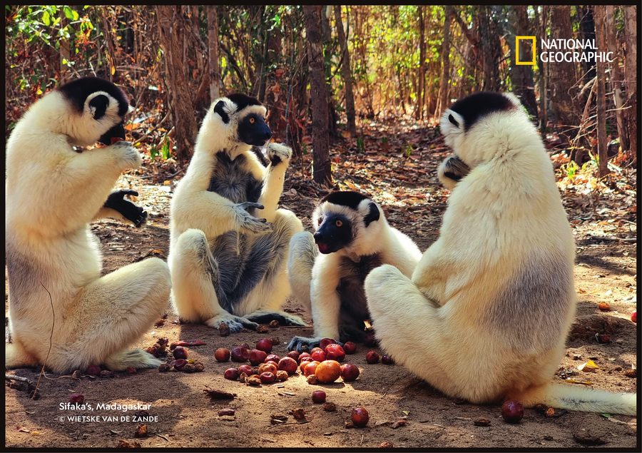 Sifaka's, Madagaskar