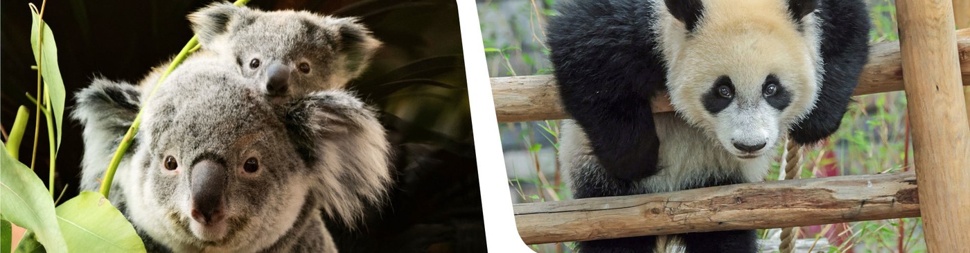 koalajong en pandajong in Ouwehands Dierenpark