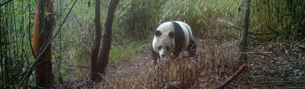 Panda China