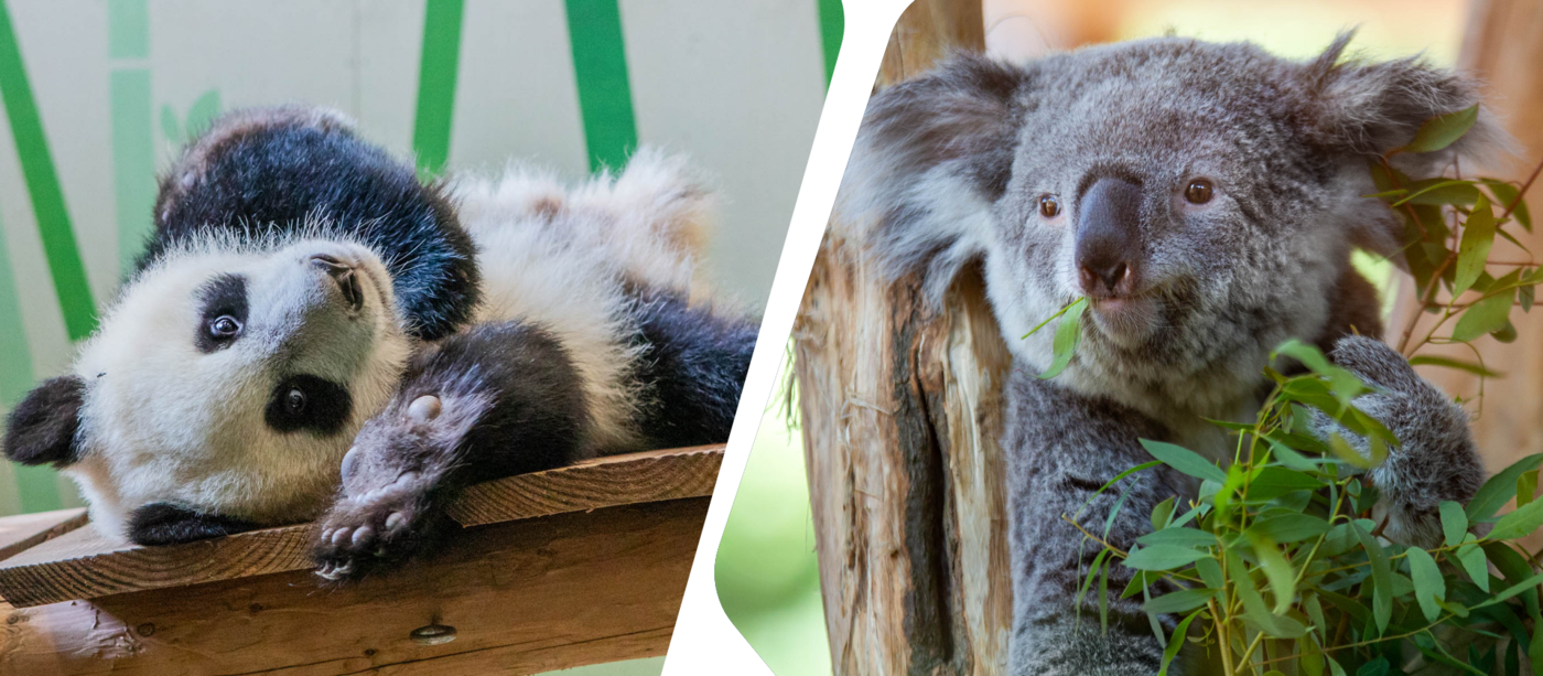 Reuzenpandajong Lang Yue en koala 