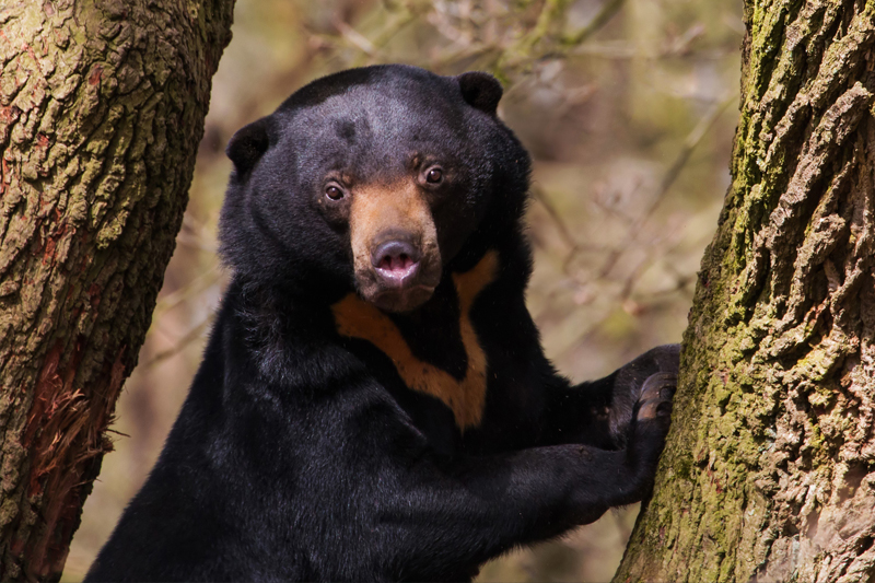 Bedreigde diersoorten - Ouwehands Dierenpark