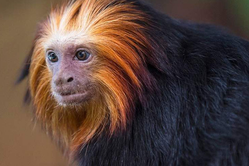 Ga mee op Expeditie Aap in Ouwehands Dierenpark - Ouwehands Dierenpark