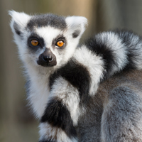 Ringstaartmaki Ouwehands Dierenpark Ouwehands Dierenpark