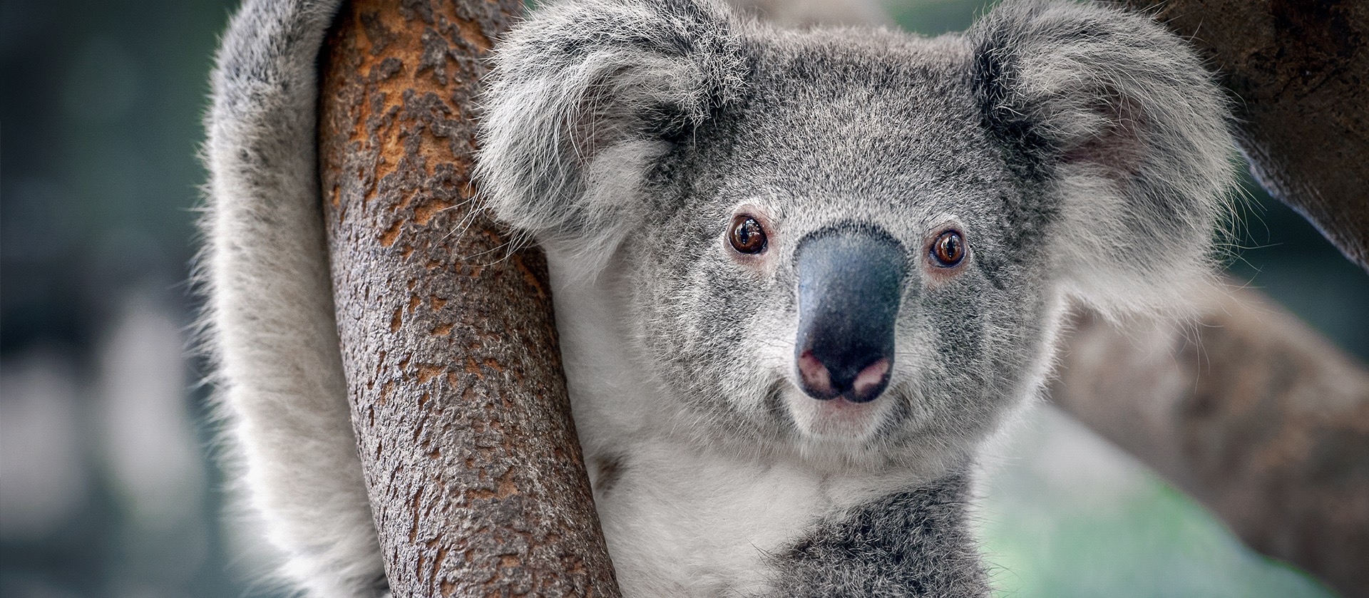 banner Bouw koalaverblijf in volle gang