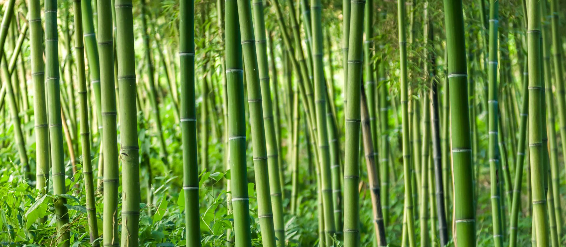 banner Schrijf je nu in voor het pandanieuws