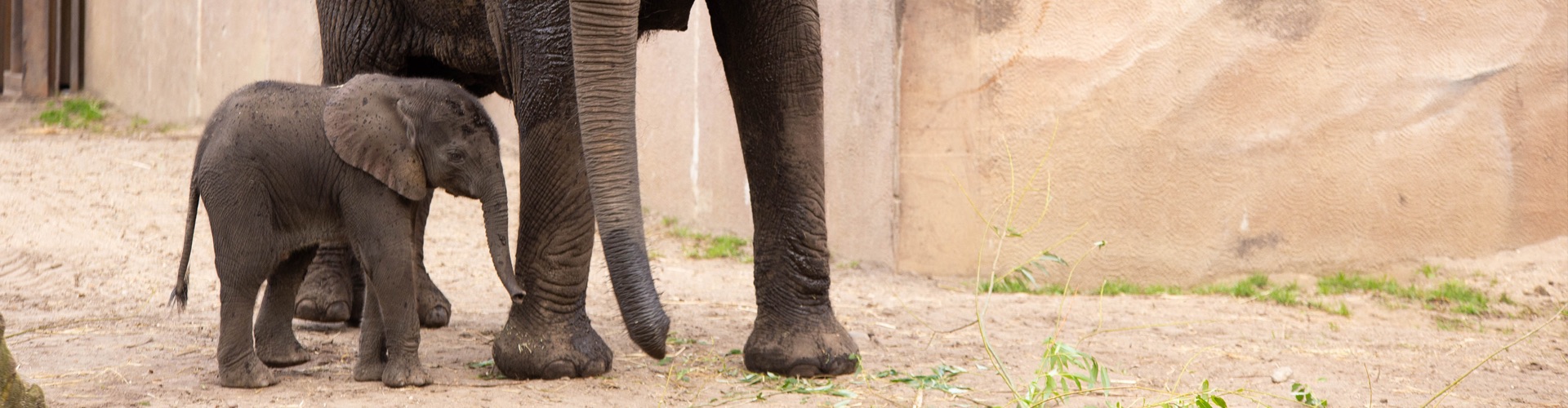 banner Bumi, kleine olifant