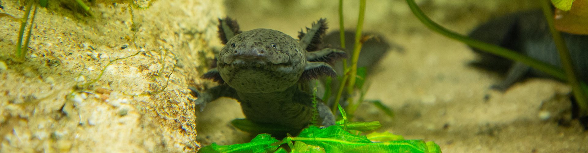 banner Axolotl