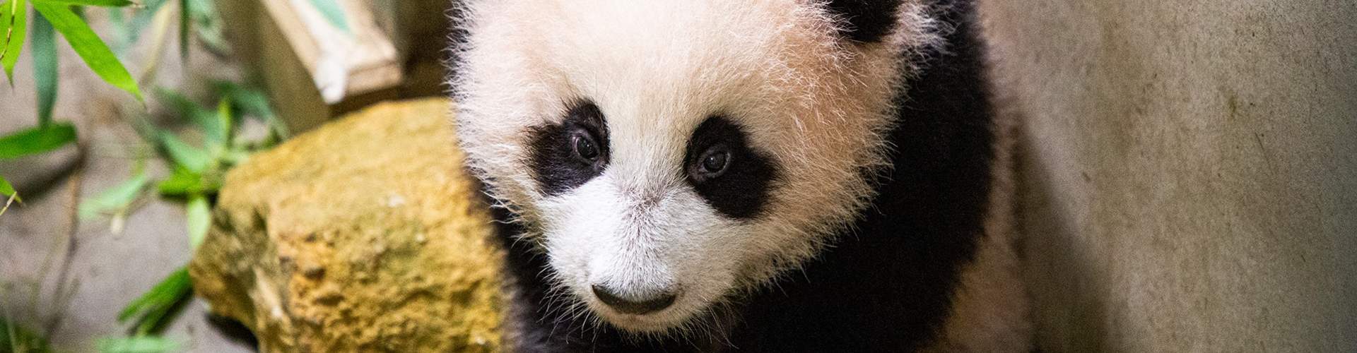 banner Dieren Fan Xing Eerste kleurenbeelden