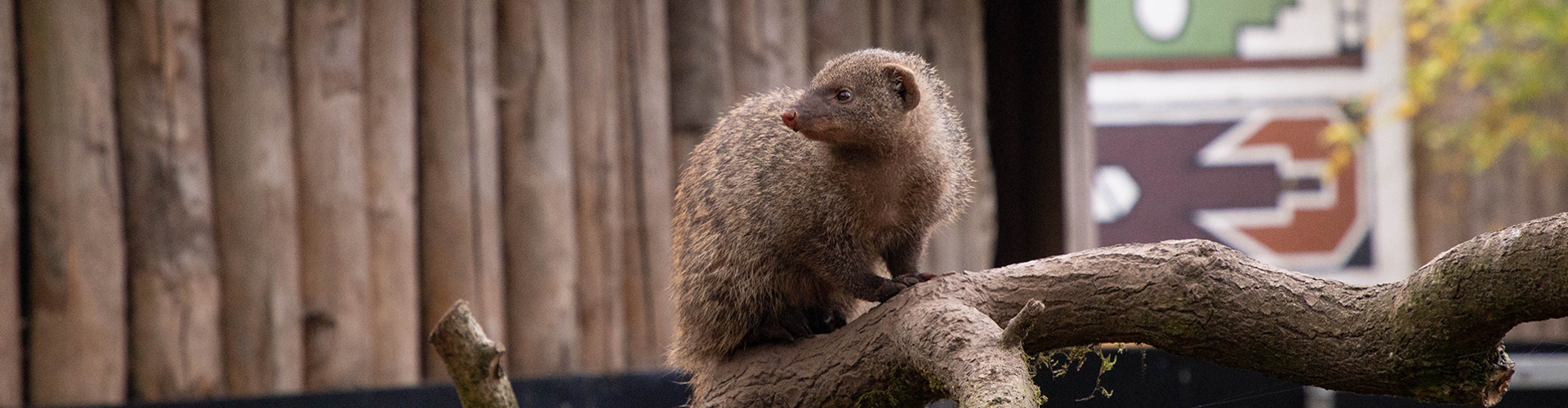 banner Dieren_zebramangoest