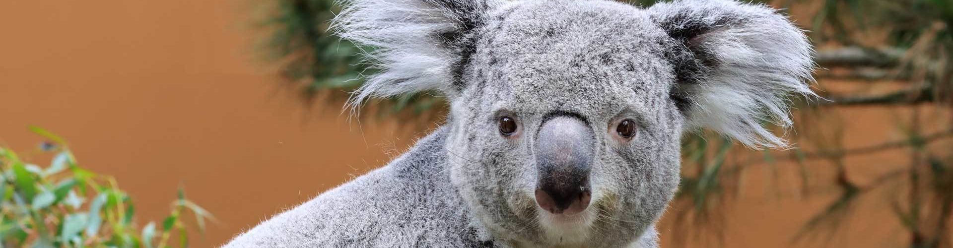 banner Koala buiten