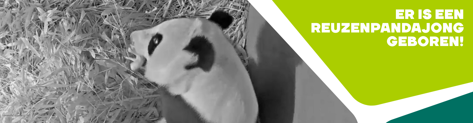 banner Reuzenpandajong geboren!