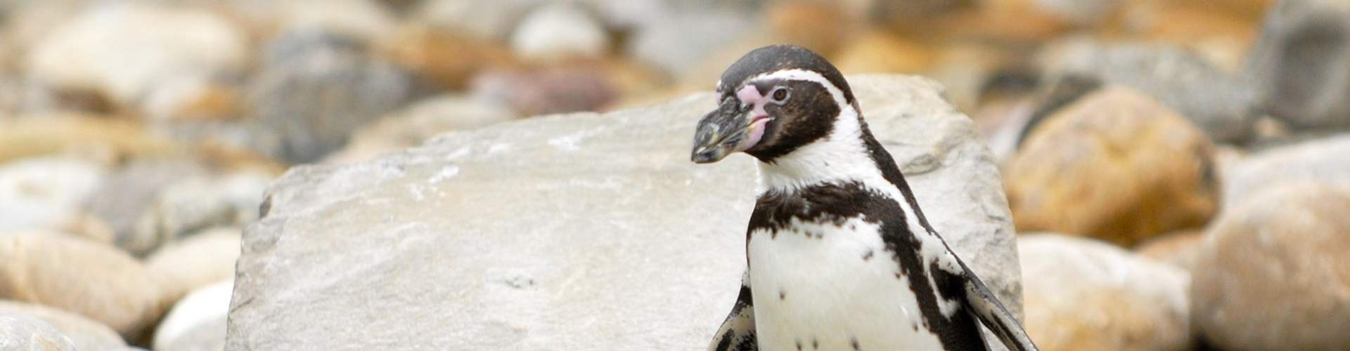 banner Wereld Pinguïn Dag