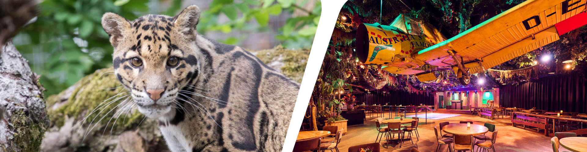 banner Zakelijke locatie Jungle Header
