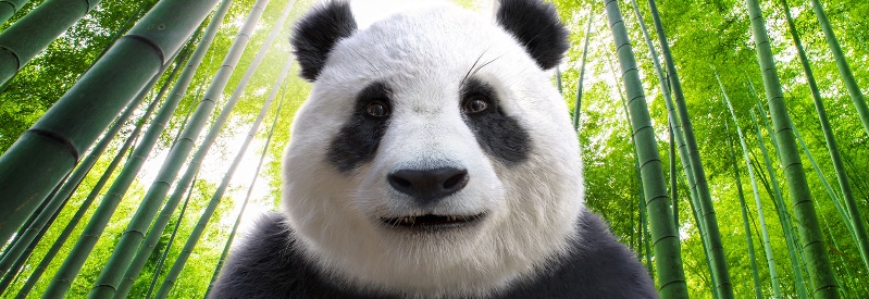 de panda's van Ouwehands Dierenpark, ook een leuk uitje in Utrecht