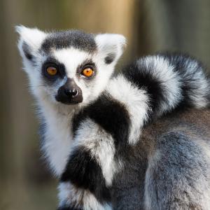 Marine Discrimineren hengel Ontdek de dieren in Ouwehands Dierenpark - Ouwehands Dierenpark