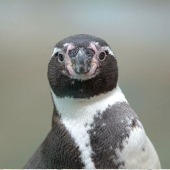 Spreekbeurt Humboldt_pinguin