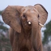 Spreekbeurt Afrikaanse olifant
