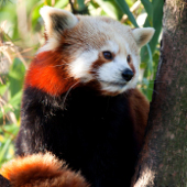 Spreekbeurt Rode panda