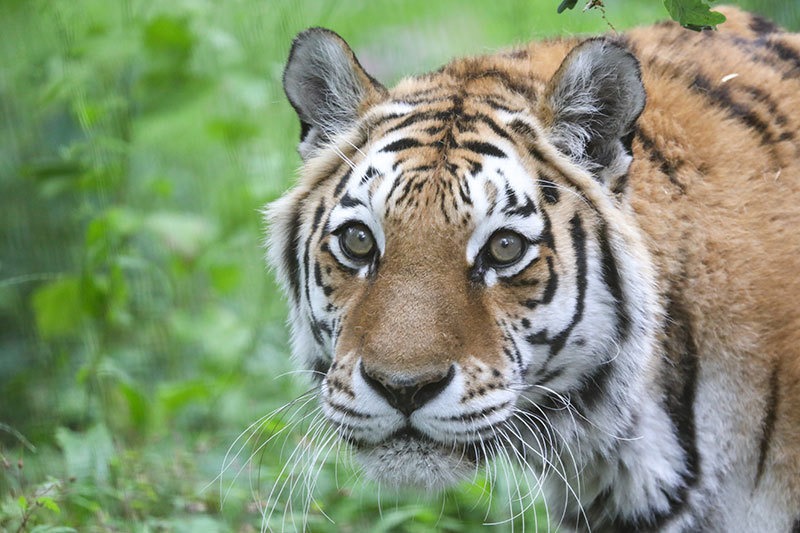 Amurtijger Ouwehands Dierenpark