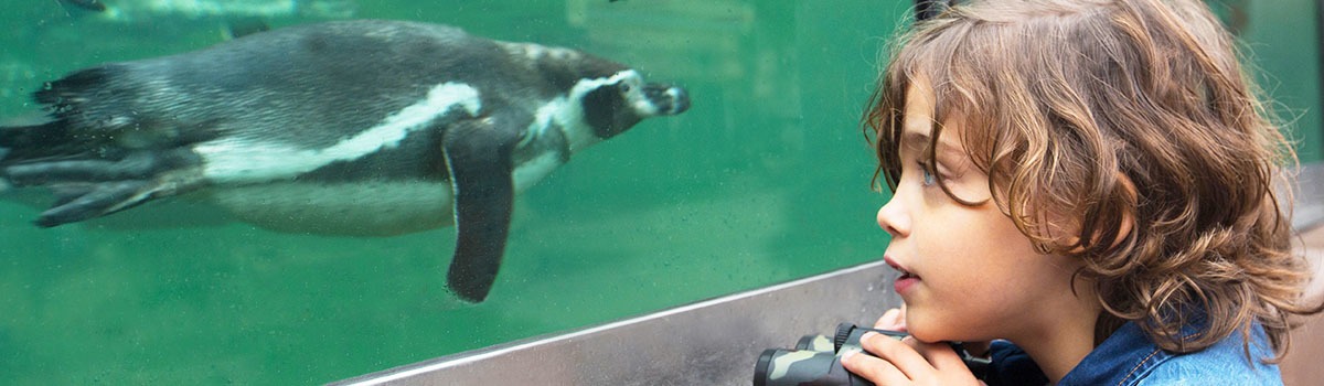 Wereld pinguin dag